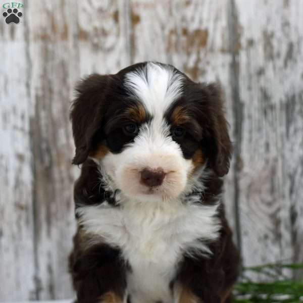 Cindy, Mini Bernedoodle Puppy